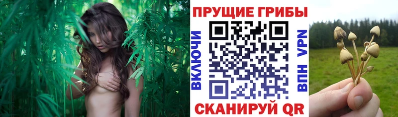 Галлюциногенные грибы мухоморы  Купить где  Минусинск 